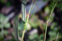 Setaria scheelei