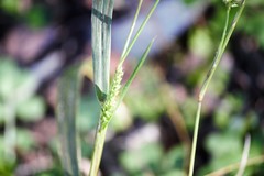 Setaria scheelei
