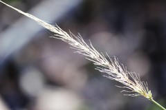 Setaria scheelei