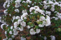 Darwinia capitellata