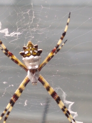 Argiope argentata image