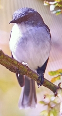 Eopsaltria georgiana