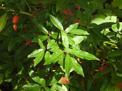 Photinia davidiana
