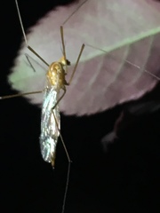 Tipulomorpha
