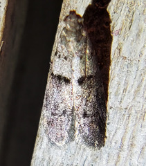 Wockia asperipunctella