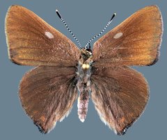 Satyrium titus immaculosus