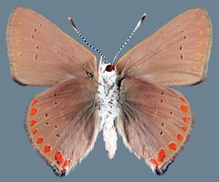 Satyrium titus immaculosus