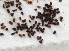 Syntomeida epilais