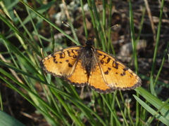 Melitaea didymoides