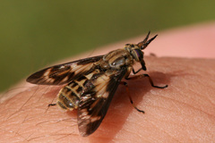 Chrysops fulvaster