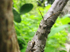 Oncideres ocellaris