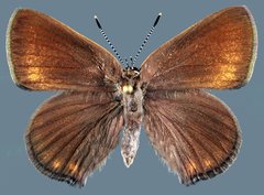 Satyrium titus immaculosus