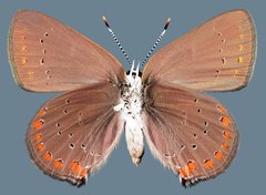 Satyrium titus immaculosus