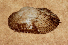 Barbatia pistachia image