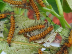 Syntomeida epilais