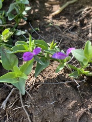 Dicliptera minor minor