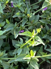 Dicliptera minor minor