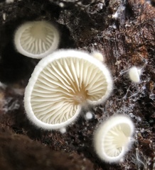 Clitopilus hobsonii