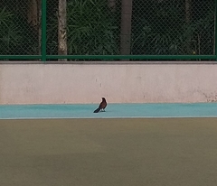 Centropus sinensis parroti