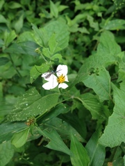 Toxorhynchites rutilus