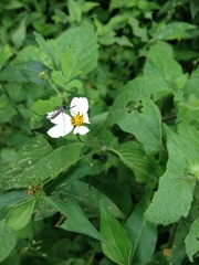 Toxorhynchites rutilus