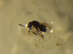 Ceraphronoidea