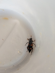 Nicrophorus nepalensis