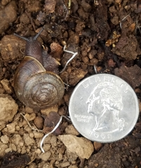 Helminthoglypta diabloensis