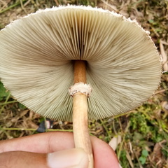 Agaricaceae