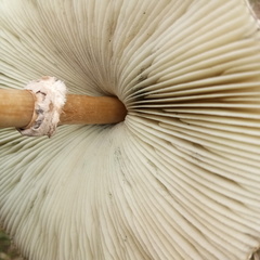 Agaricaceae