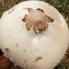 Agaricaceae