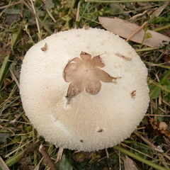 Agaricaceae