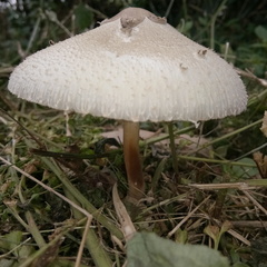 Agaricaceae