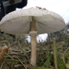 Agaricaceae