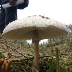 Agaricaceae