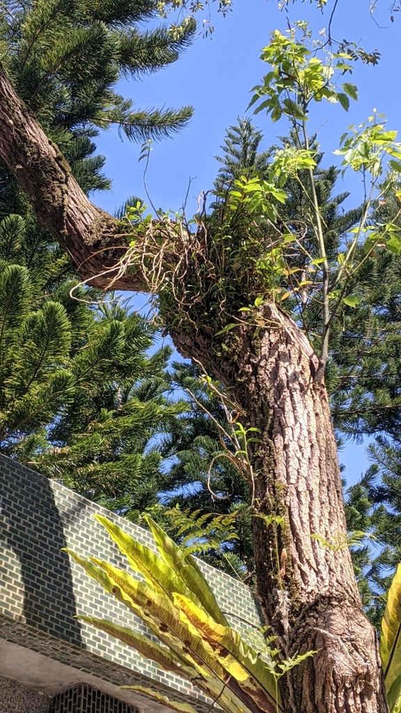 Dendrobium officinale