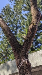 Dendrobium catenatum