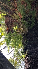 Dendrobium catenatum