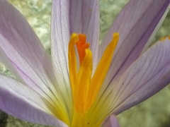 Crocus versicolor
