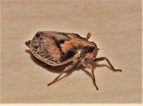 Trienopa