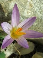 Crocus versicolor