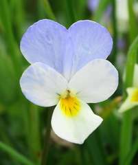 Viola arvensis