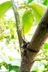 Oncideres ocellaris