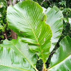 Dilleniaceae