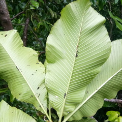 Dilleniaceae
