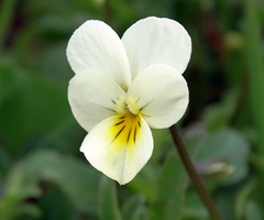 Viola arvensis