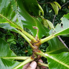 Dilleniaceae