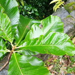 Dilleniaceae