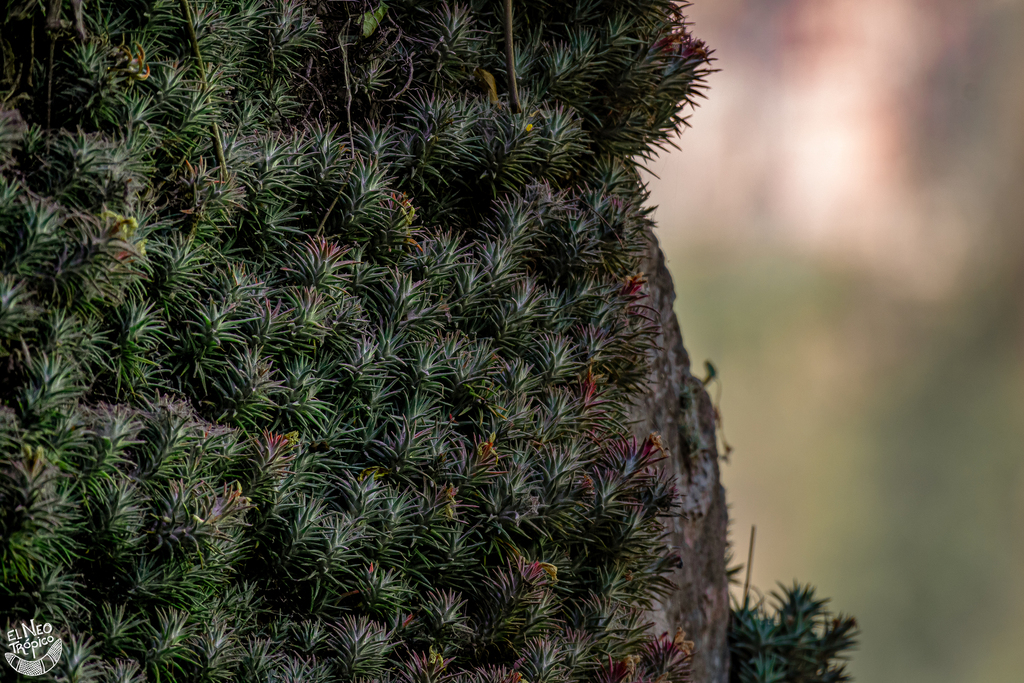 Tillandsia vanhyningii