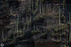 Cephalocereus apicicephalium